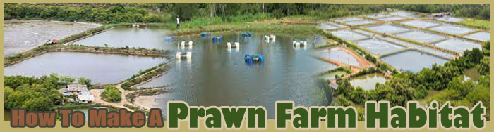 How To Make A Prawn Farm Habitat