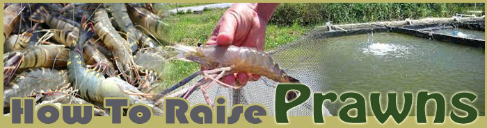 how to raise prawns sitemap