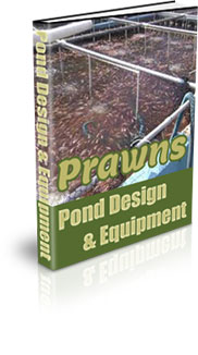 Prawn Farming In Tanks