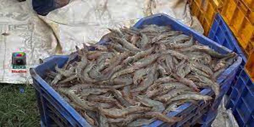 Prawn Farming For Self Sufficiency Frequently Asked Questions