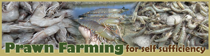 Prawn Farming For Self Sufficiency