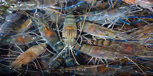 Small Scale Prawn Farming Frequently Asked Questions