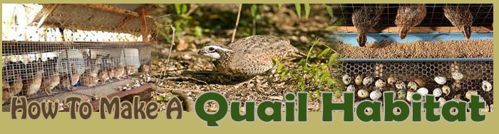 How To Make A Quail Habitat