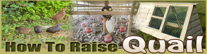 how to raise quail FAQ