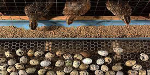 Quail Farming For Self Sufficiency Frequently Asked Questions
