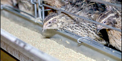 Small Scale Quail Farming Frequently Asked Questions