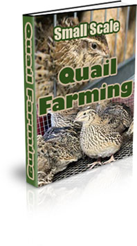 The Small Scale Quail Farming eBook