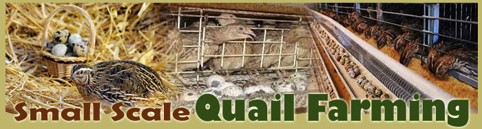 Small Scale Quail Farming