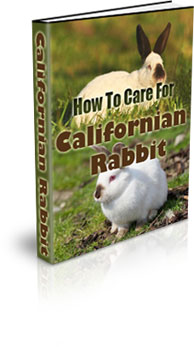 The How To Care For A Californian Rabbit eBook
