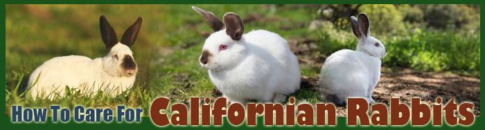 How To Care For A Californian Rabbit