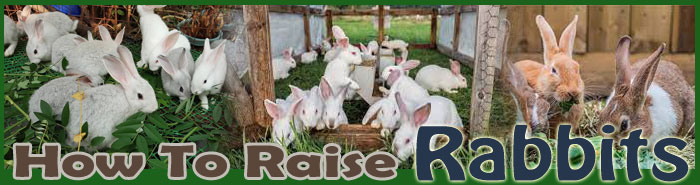 how to raise rabbits FAQ