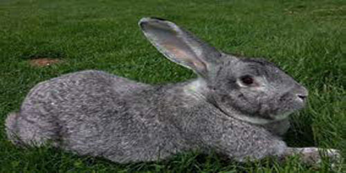 Raising Flemish Giant Rabbits Frequently Asked Questions