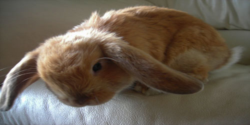 Raising A Holland Lop Bunny Frequently Asked Questions