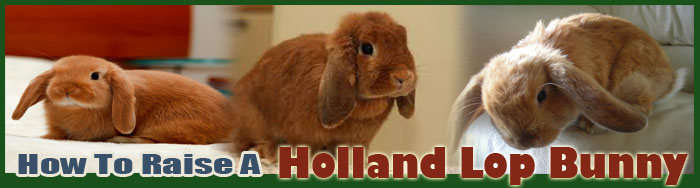 How To Raise A Holland Lop Bunny