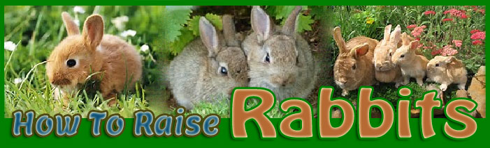 How To Raise A Lionhead Rabbit | Raising Lionhead Rabbits At Home | How ...