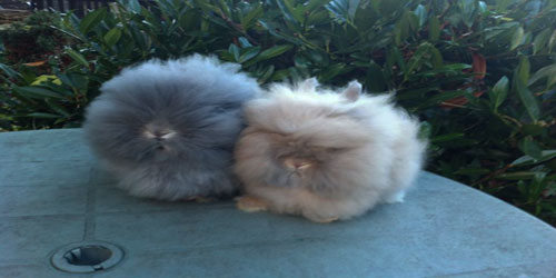 Raising A Lionhead Rabbit Frequently Asked Questions
