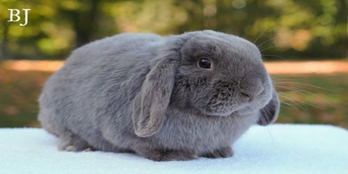 Raising A Mini Lop Bunny Frequently Asked Questions