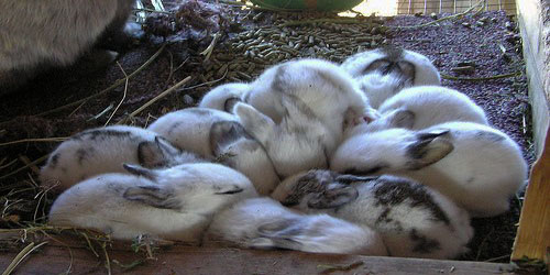 Rabbit Farming For Self Sufficiency Frequently Asked Questions