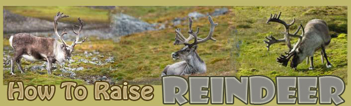 How To Raise Reindeer