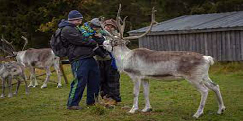 Making A Reindeer Habitat Frequently Asked Questions