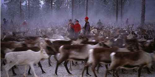 Small Scale Reindeer Farming Frequently Asked Questions