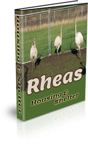 What Is The Habitat Of A Rhea?