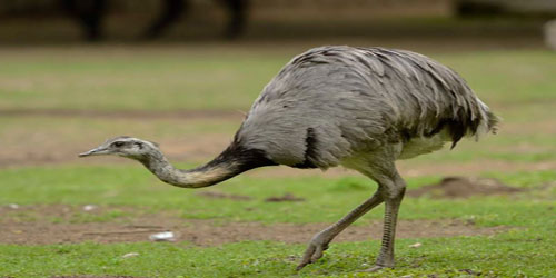 Rhea Farming For Self Sufficiency Frequently Asked Questions