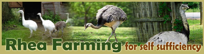 Rhea Farming For Self Sufficiency