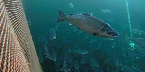 Small Scale Salmon Farming Frequently Asked Questions