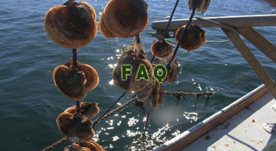 Raising Scallops Frequently Asked Questions