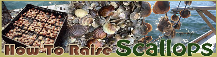 how to raise scallops FAQ