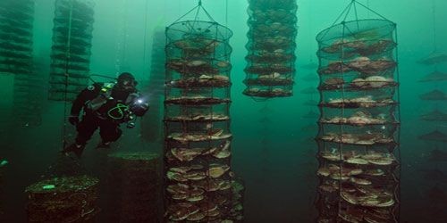 Making A Scallop Habitat Frequently Asked Questions