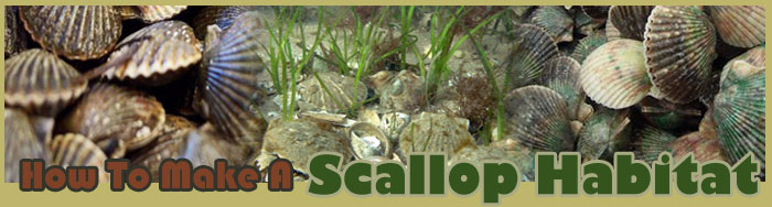 How To Make A Scallop Habitat