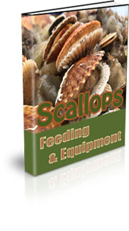 Scallop Farming For Food