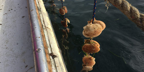 Scallop Farming For Self Sufficiency Frequently Asked Questions