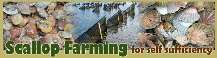 Scallop Farming For Self Sufficiency