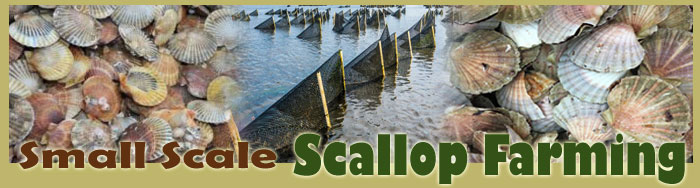 Small Scale Scallop Farming