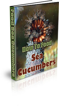 What Is The Habitat Of A Sea Cucumber