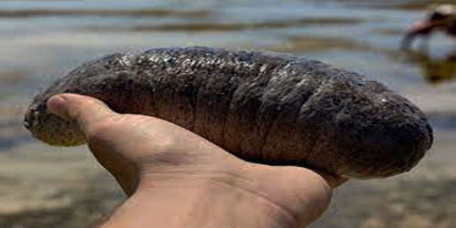 Making A Sea Cucumber Habitat Frequently Asked Questions
