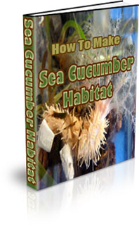The How To Make A Sea Cucumber Habitat eBook