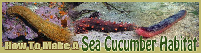 How To Make A Sea Cucumber Habitat