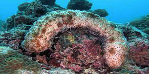 Sea Cucumber Farming For Self Sufficiency Frequently Asked Questions