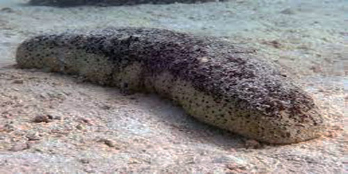 Small Scale Sea Cucumber Farming Frequently Asked Questions