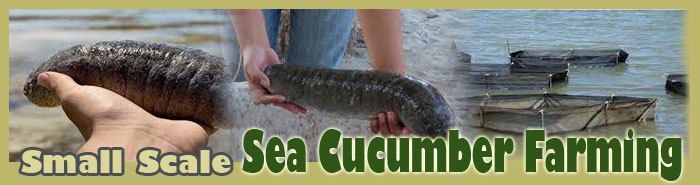 Small Scale Sea Cucumber Farming