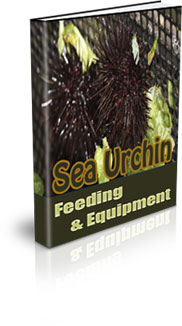 Raising Sea Urchin For Profits