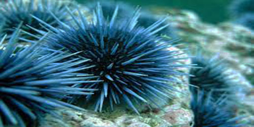 Making A Sea Urchin Habitat Frequently Asked Questions