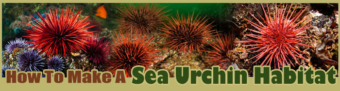 How To Raise Sea Urchin