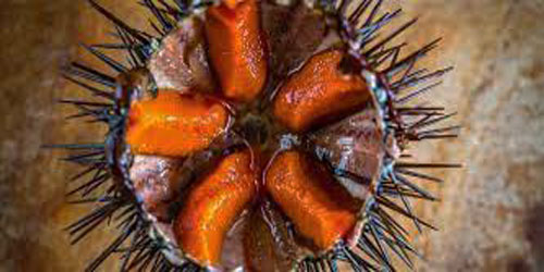 Sea Urchin Farming For Self Sufficiency Frequently Asked Questions