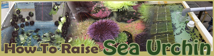 how to raise sea urchin about us