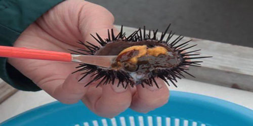 Small Scale Sea Urchin Farming Frequently Asked Questions